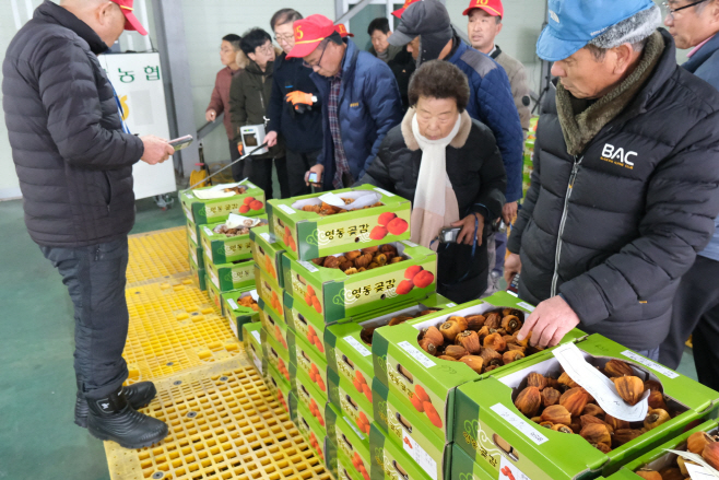 1. 감고을 영동 명품 곶감 출하요! (3)