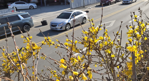 봄꽃 개나리 활짝 핀 강릉<YONHAP NO-5881>