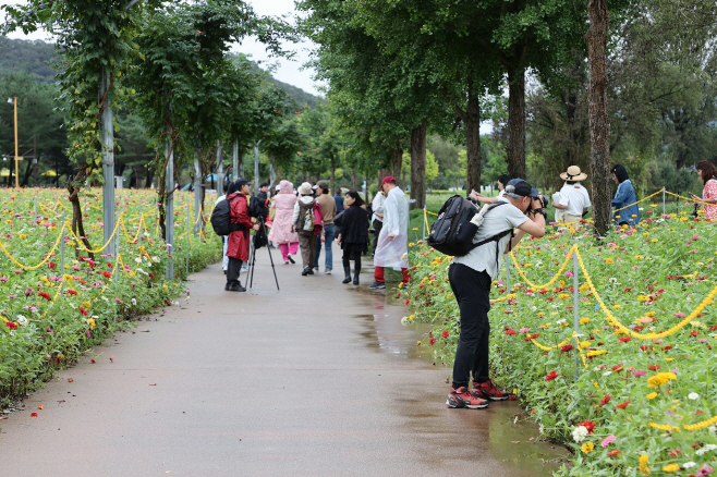 가평군_자라섬가을꽃페스타