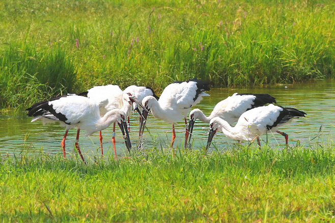 예산군, 2025 황새 질병 및 유전적 다양성 관리 연구결과 발표