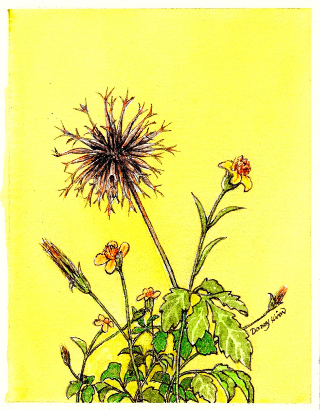 (64) 도깨비바늘 그림