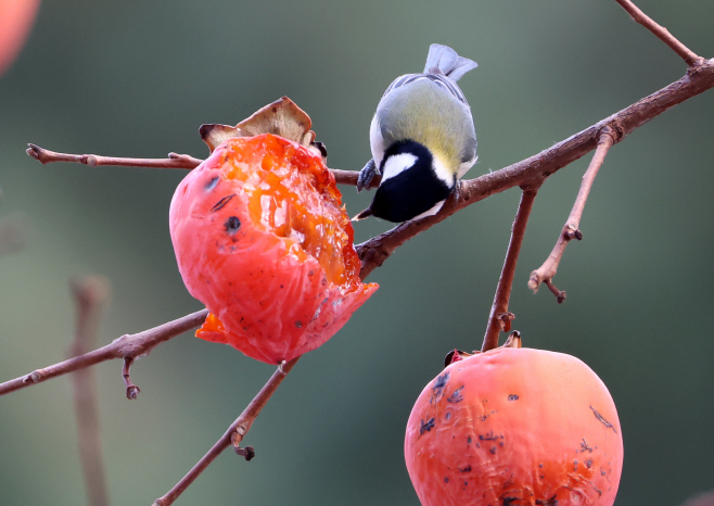 박새의 달콤한 겨울<YONHAP NO-3402>