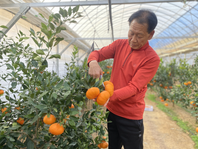 아열대작물 소득화 시범사업으로 레드향 수확(상당구 가덕면 농가주 이정길씨)