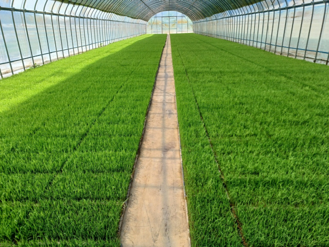 벼 육묘 상황(25.5.23.)