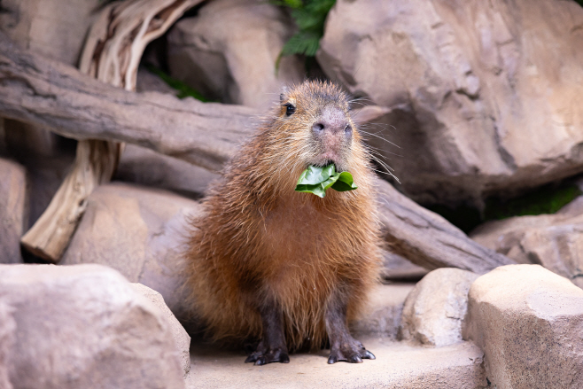 [롯데월드 아쿠아리움] (1) 커다란 덩치만큼, 거대한 귀여움 신규 생물 카피바라 전시 오픈_먹이 먹는 카피바라