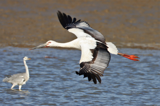 예산군, 예산황새공원 개원 10주년! 황새 보호와 생태관광의 새로운 전환!