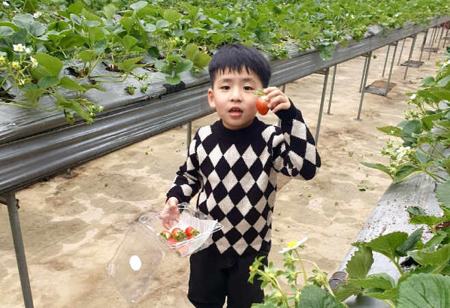 [이랜드파크] 켄싱턴리조트 설악밸리·설악비치_딸기 농장 체험 테마 대표 이미지