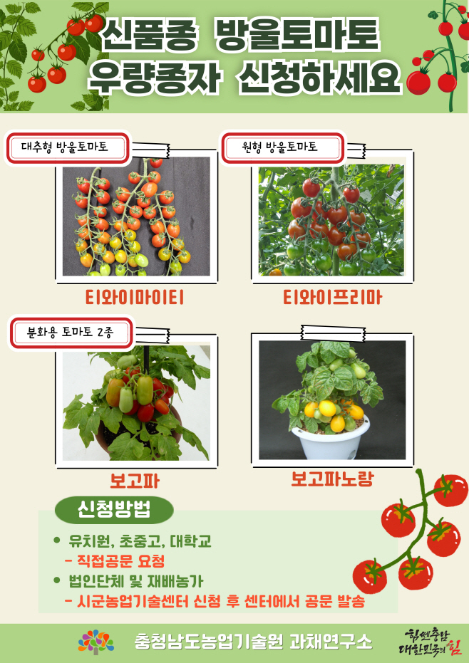 충남 신품종 방울토마토 우량종자 신청하세요.