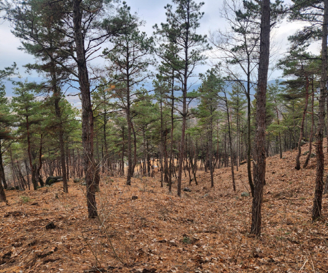 0112 안동시 확산 빠른 재선충병에 방제사업 다각화 대응 (2)-솎아베기