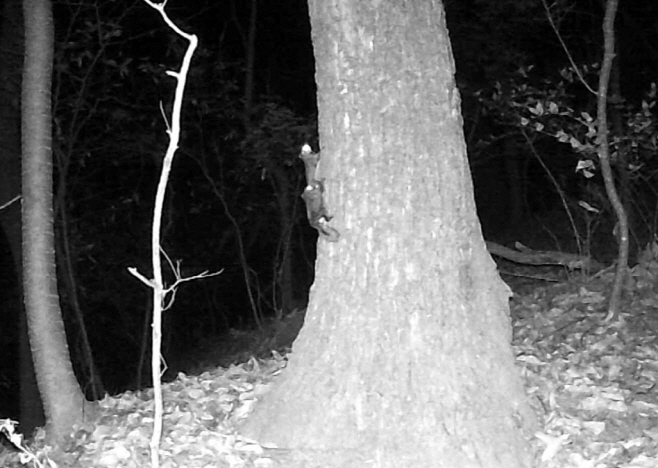 02.1 하늘다람쥐·담비 서식 확인...우암산 도시생태축 복원 성과 가시화_사진(하늘다람쥐 포착)