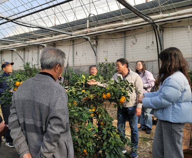 광주시 감귤재배농가 대상 겨울 전정 현장방문