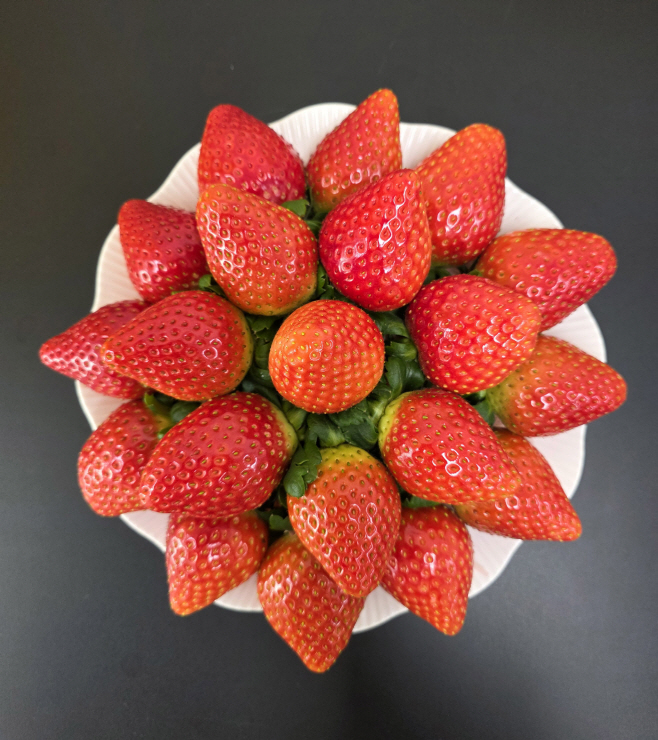 충남 설향보다 달고 단단한 신품종 딸기 개발