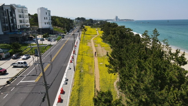 (사진)기후변화 대응 공원·녹지 힐링공간 조성 박차2 (경포 2,3지구 해안변 녹지축 공원화 사업(사근진 유채꽃 조성))