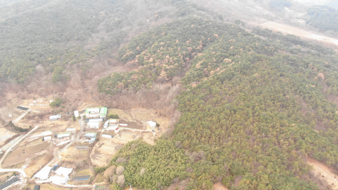 예산군, 건강한 산림 보전 위한 소나무재선충병 방제 추진