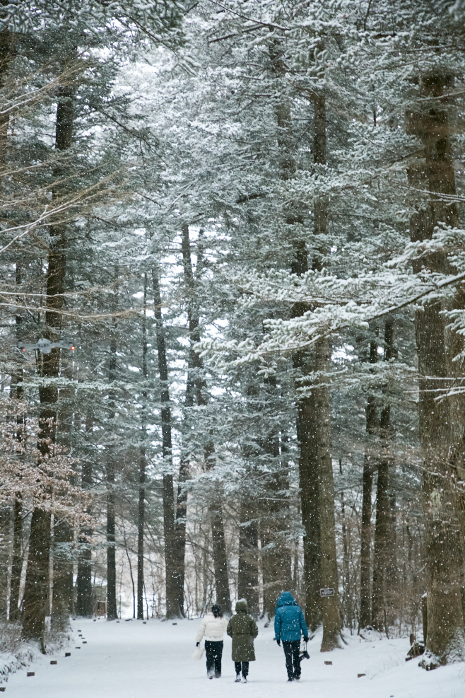 오대산_월정사 전나무숲길 (1)