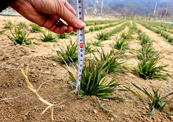 260121_1_1_트리티케일 실증시험_농업기술센터