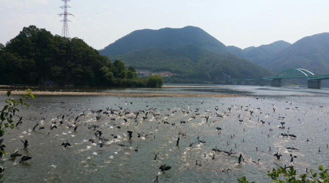 민물가마우지 집중 포획북한강 등 서식지 총기 포획