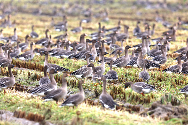 서산시 ‘천수만 야생조류 사진 전국 공모전’ 개최