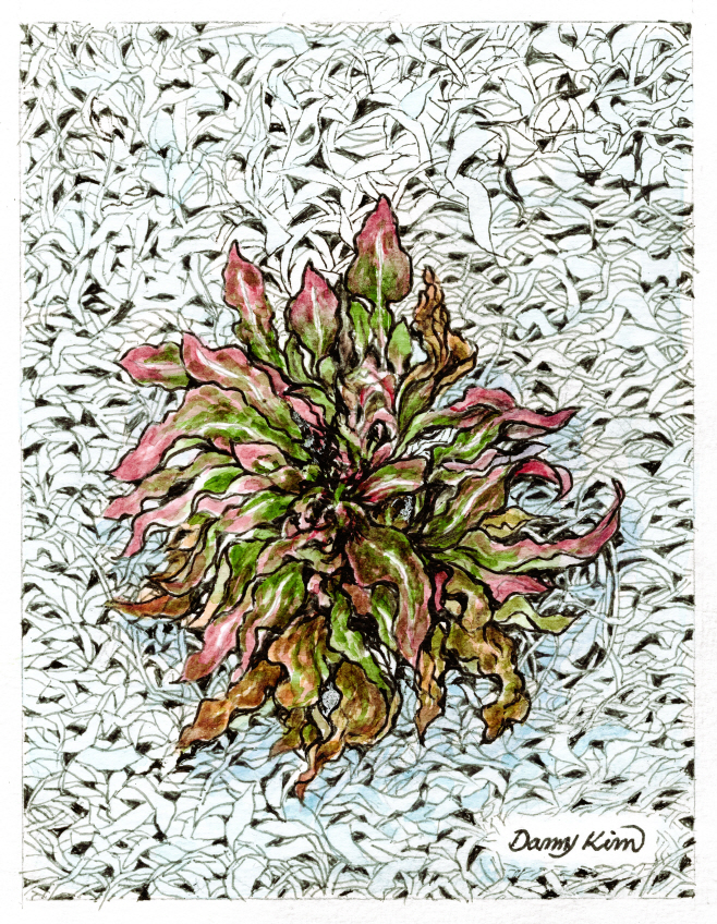 (69) 겨울 소리쟁이 그림