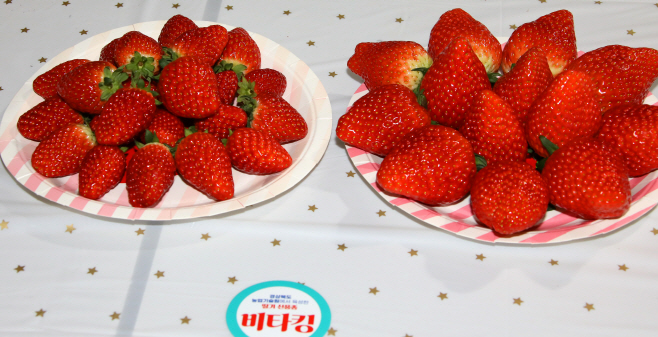 2.딸기_신품종_'비타킹'(좌-일반형__우-대과형) (2)