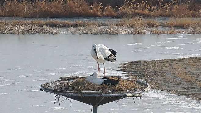 천연기념물 황새 부부. 서산버랜드서 4년 연속 번식 성공