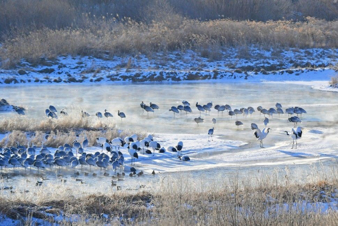 진짜 철원군 'DMZ두루미평화타운·철새도래지'. 강원도 제공