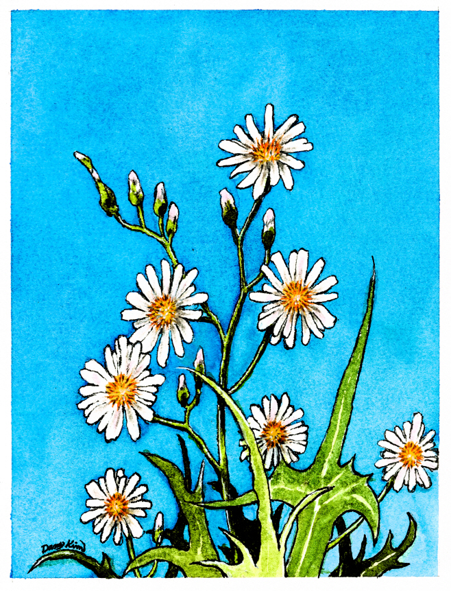 (71) 왕고들빼기 그림