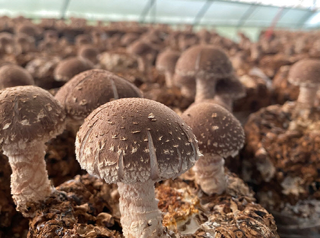 2. 대통령 설 선물로 선정된 ‘청양 표고’, 전국적 명성 다시 입증(1-1)