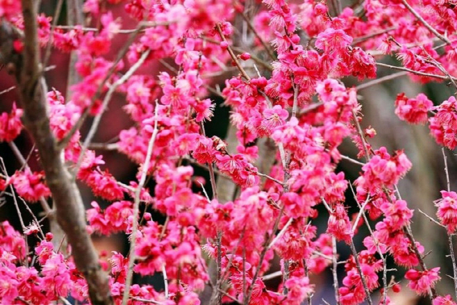 신안군 임자도 홍매화