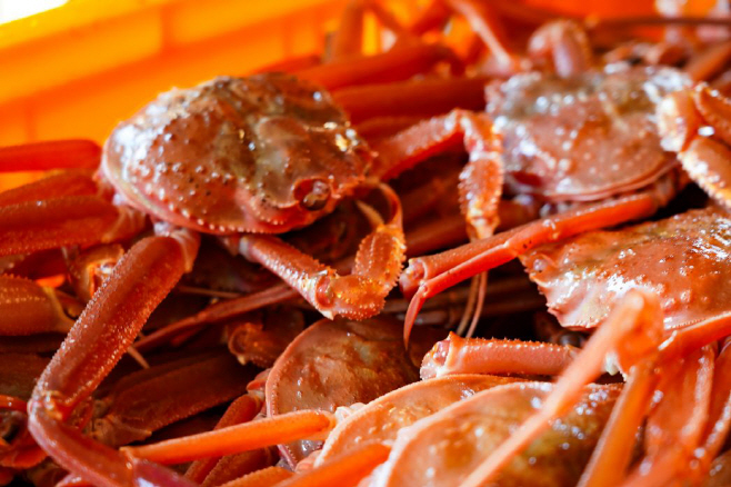 1. 설 연휴‘온천·일출·미식’, 겨울 울진의 매력(울진대게)1