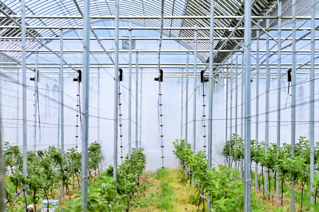 스마트사과재배로 사과 재배 혁신 선도
