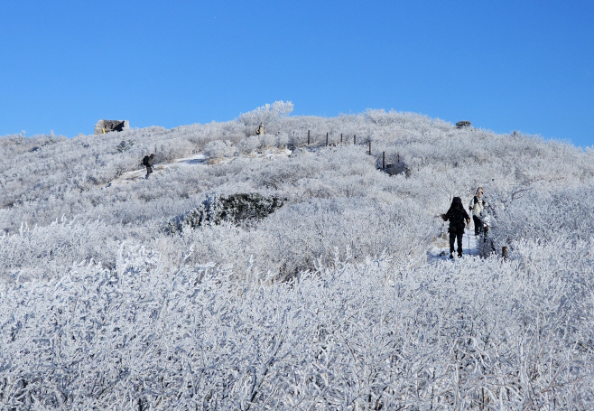 상고대 활짝 핀 태백산<YONHAP NO-3066>