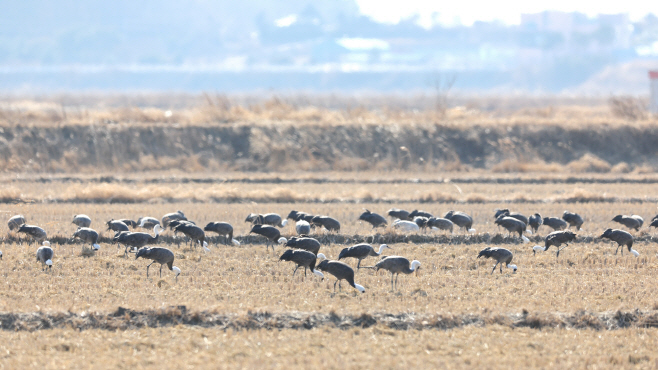 서산 천수만 방문한 국제적 보호종 ‘흑두루미’