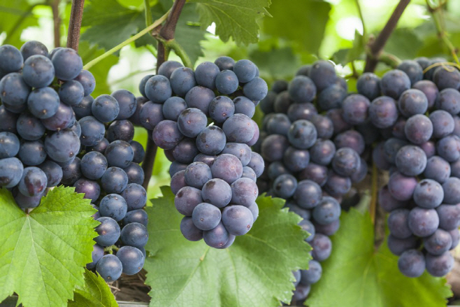 [기획보도(1)] 대부 포도