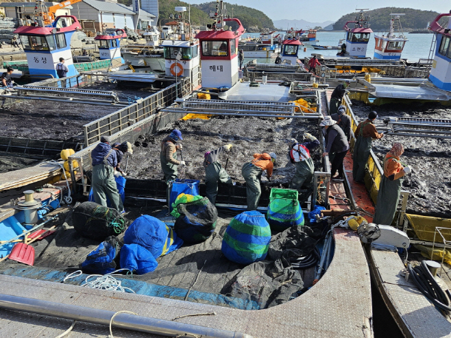 물김 위판액 ‘3년 연속 2천억 원’ 돌파 (1)