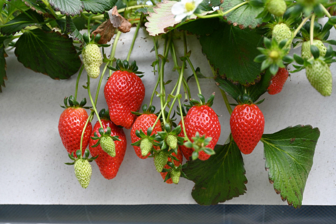 25일 (홍성 딸기, 2026년 시작과 동시에 ‘충남 수출 1위’ 달성)2