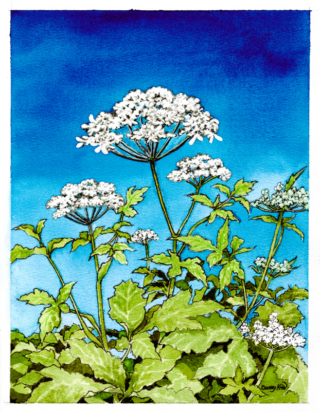 (74) 어수리 그림