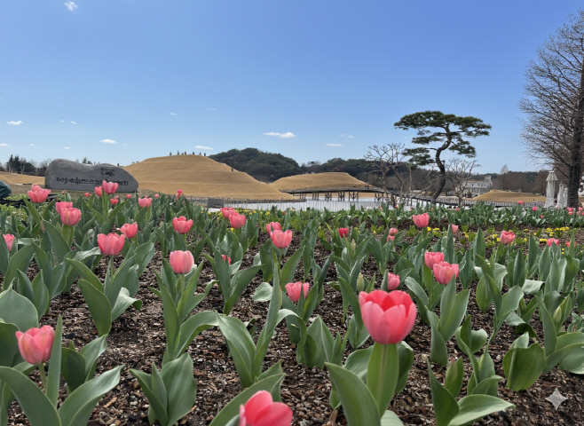 순천만국가정원 튤립