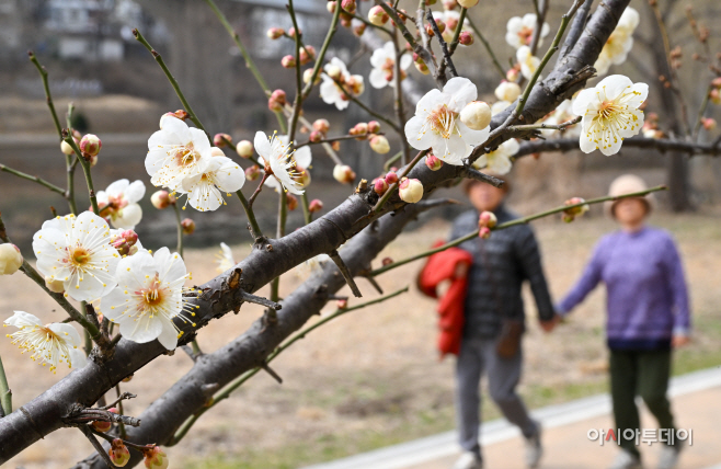 개화 시작한 청계천 매화마을4
