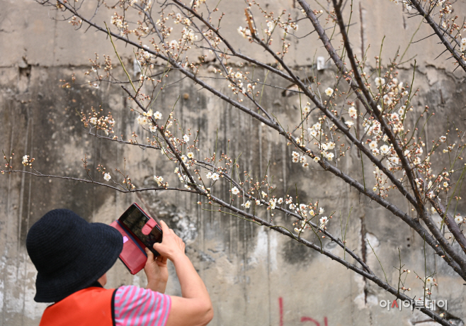 개화 시작한 청계천 매화마을2