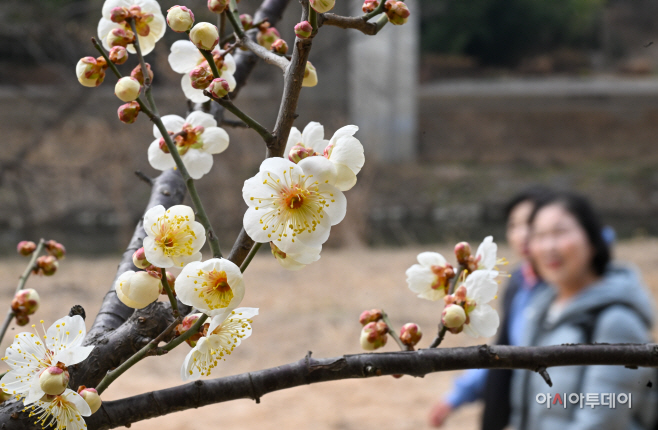 개화 시작한 청계천 매화마을1