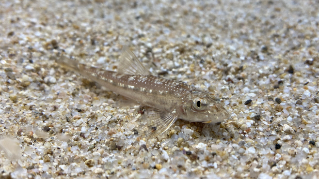 [11-1]흰수마자_강동원