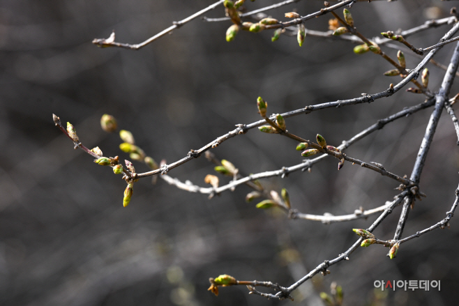 응봉산 개나리3