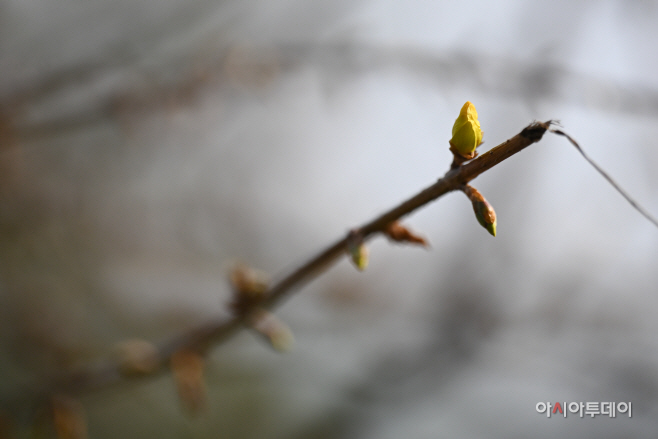 응봉산 개나리2