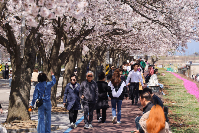 20250411 양양벚꽃축제 사진 2