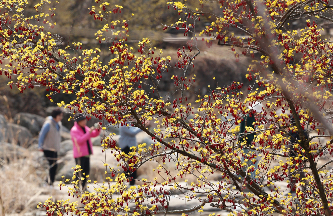 산수유꽃 핀 구례 반곡마을<YONHAP NO-4625>