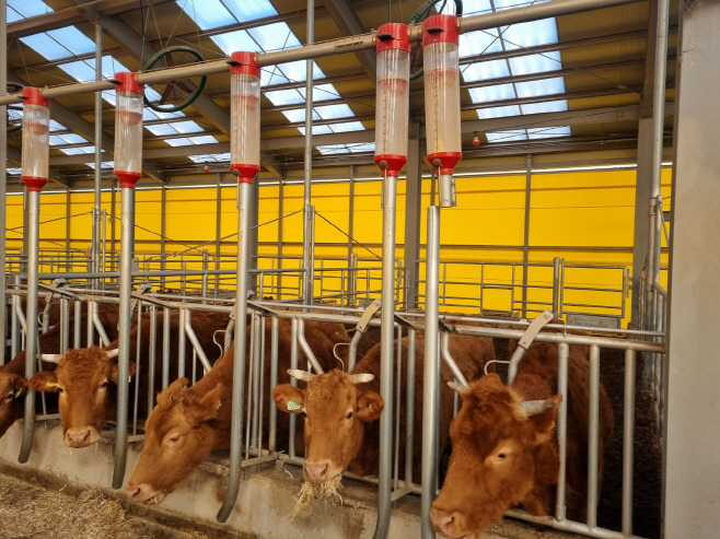 경기+한우+명품화+(2)