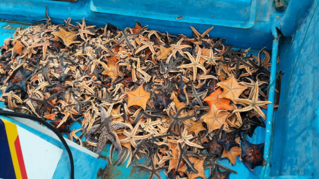 양양군 어업인들이 연안어장에서 포획한 불가사리