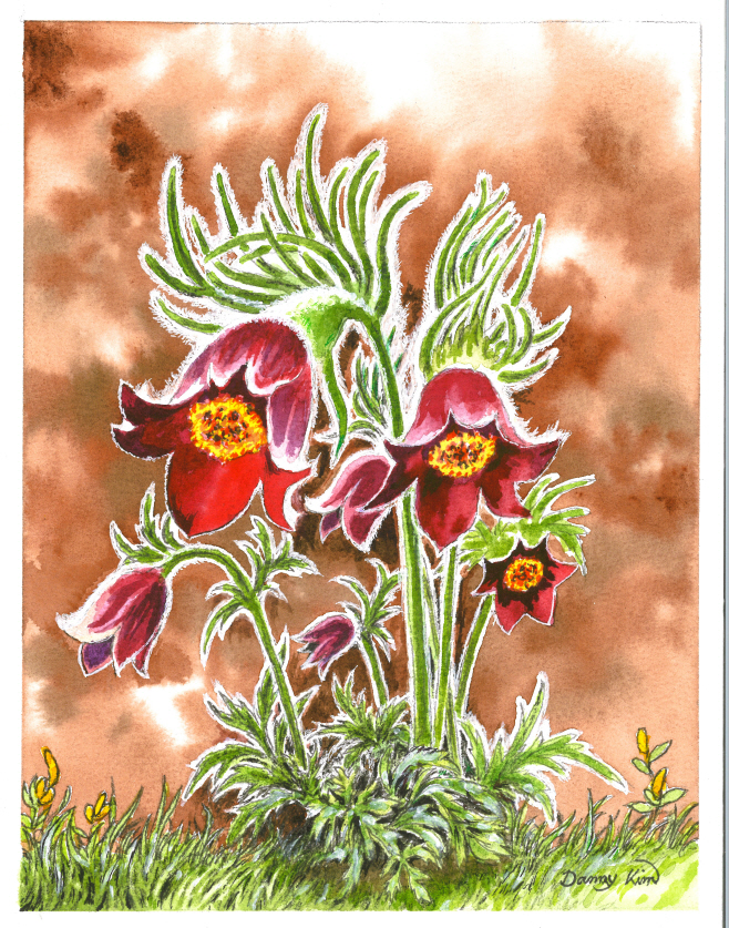 (77) 할미꽃 그림