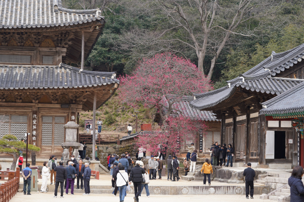 2026홍매화 만개_3